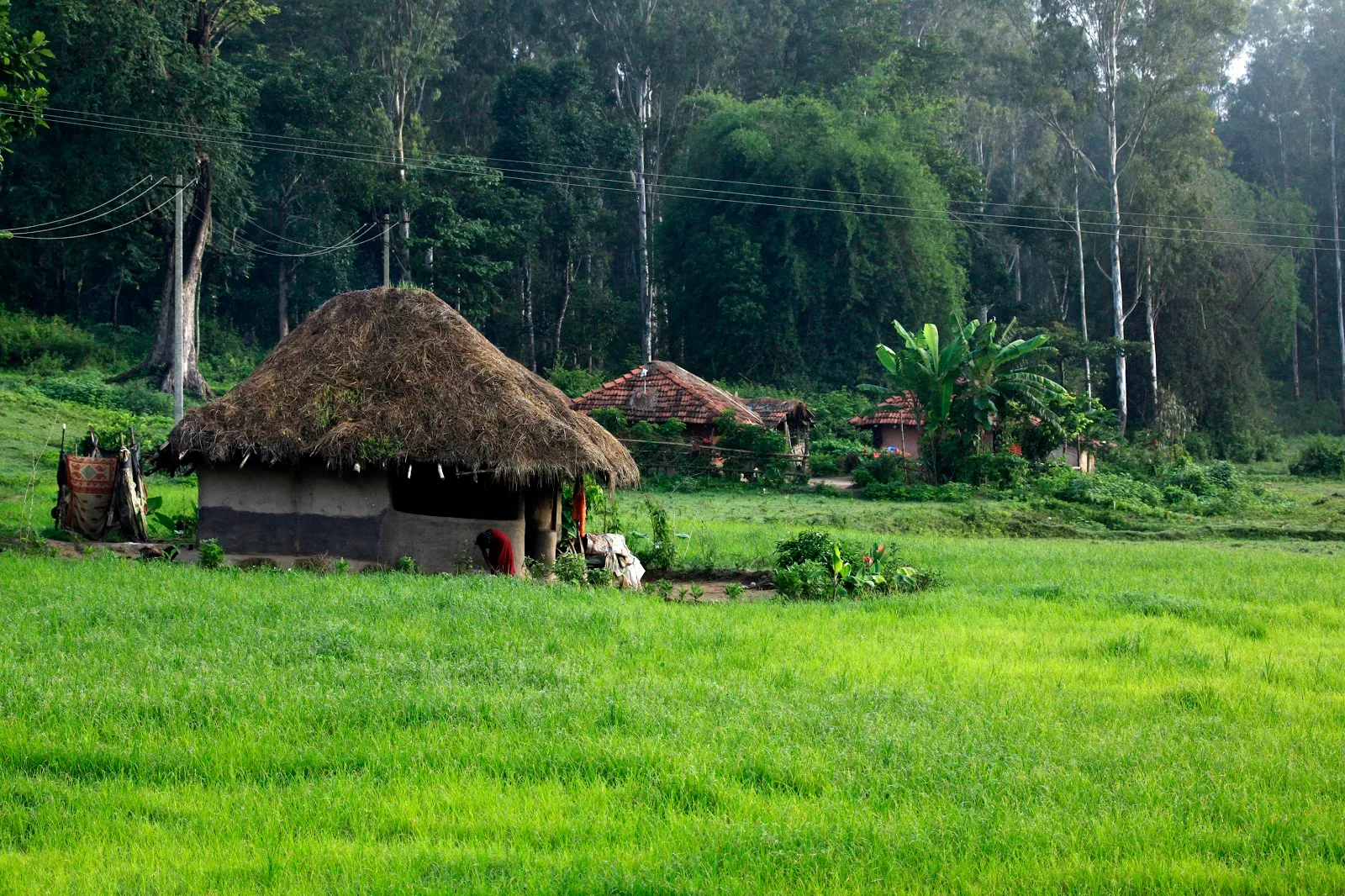 Wayanad village walk